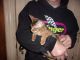 Abyssinian Cats for sale in Milwaukee County, WI, USA. price: NA