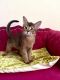 Abyssinian Cats for sale in Murrieta, California. price: $1,700