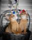 Abyssinian Cats for sale in South Lake Tahoe, CA 96150, USA. price: NA