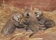 Abyssinian Cats for sale in Abernant, AL 35490, USA. price: NA