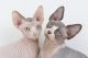 Abyssinian Cats for sale in Santa Fe, NM, USA. price: NA