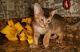 Abyssinian Cats for sale in Pittsburgh, PA, USA. price: $400