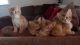 Abyssinian Cats for sale in Oregon City, OR 97045, USA. price: $500