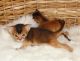 Abyssinian Cats for sale in Indianapolis, IN, USA. price: NA