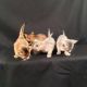 Abyssinian Cats for sale in Chicago, IL, USA. price: $200