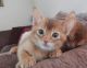 Abyssinian Cats for sale in Berkeley, CA, USA. price: NA