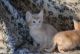 Abyssinian Cats for sale in Georgetown, GA, USA. price: NA