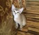 Abyssinian Cats for sale in San Jose, CA, USA. price: NA
