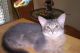 Abyssinian Cats for sale in Huntsville, AL, USA. price: $300