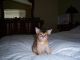 Abyssinian Cats for sale in Mobile, AL, USA. price: $300