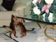 Abyssinian Cats for sale in Montgomery, AL, USA. price: NA