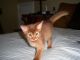 Abyssinian Cats for sale in Anchorage, AK, USA. price: $300
