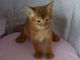 Abyssinian Cats for sale in Los Angeles, CA, USA. price: NA