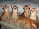 Abyssinian Cats for sale in New York, NY, USA. price: $300