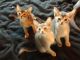 Abyssinian Cats for sale in Los Angeles, CA, USA. price: NA