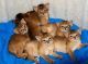 Abyssinian Cats for sale in Dallas, TX 75270, USA. price: NA