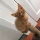 Abyssinian Cats for sale in Los Angeles, CA 90001, USA. price: NA