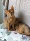 Abyssinian Cats for sale in Los Angeles, CA, USA. price: $571