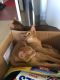 Abyssinian Cats for sale in Springfield, IL, USA. price: $400