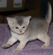 Abyssinian Cats for sale in San Francisco, CA 94154, USA. price: NA