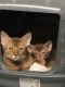 Abyssinian Cats for sale in Forest Hills, Queens, NY 11375, USA. price: $400