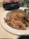 Abyssinian Cats for sale in Waterford Twp, MI, USA. price: NA