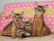 Abyssinian Cats for sale in Columbus, OH 43215, USA. price: NA