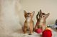 Abyssinian Cats