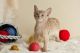 Abyssinian Cats for sale in North Miami Beach, FL 33160, USA. price: NA