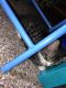 Abyssinian Cats for sale in Rochester, MN, USA. price: $130