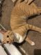 Abyssinian Cats for sale in 2811 Village Ct NE, Conyers, GA 30013, USA. price: NA