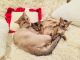 Abyssinian Cats for sale in Spring Hill, FL, USA. price: NA