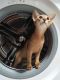 Abyssinian Cats for sale in Bayville, NJ 08721, USA. price: $2,500