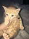 Abyssinian Cats for sale in 1107 Georgetown St, Arlington, TX 76015, USA. price: NA