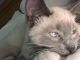 Abyssinian Cats for sale in St Cloud, MN, USA. price: NA
