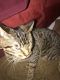 Abyssinian Cats for sale in Lumberton, MS 39455, USA. price: NA