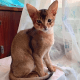 Abyssinian Cats for sale in Los Angeles, CA 90001, USA. price: $500