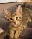 Abyssinian Cats for sale in Bangor, ME 04401, USA. price: $90