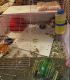 Abyssinian Guinea Pig Rodents for sale in Spring Branch West, Houston, TX, USA. price: $38