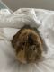 Abyssinian Guinea Pig Rodents for sale in Houston, TX 77032, USA. price: $20