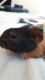 Abyssinian Guinea Pig Rodents for sale in Las Vegas, NV, USA. price: $20