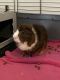Abyssinian Guinea Pig Rodents for sale in Castle Rock, CO 80104, USA. price: NA