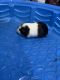 Abyssinian Guinea Pig Rodents for sale in Stroudsburg, PA 18360, USA. price: $150
