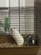 Abyssinian Guinea Pig Rodents for sale in Wayne, MI 48184, USA. price: $75