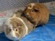 Abyssinian Guinea Pig Rodents for sale in Boothwyn, PA, USA. price: $70