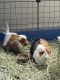 Abyssinian Guinea Pig Rodents for sale in 2500 Greenhouse Rd, Houston, TX 77084, USA. price: NA