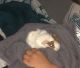 Abyssinian Guinea Pig Rodents for sale in Dayton, OH, USA. price: $25