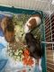 Abyssinian Guinea Pig Rodents for sale in Far Rockaway, Queens, NY, USA. price: NA