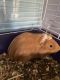 Abyssinian Guinea Pig Rodents for sale in St Cloud, FL, USA. price: NA