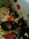 Abyssinian Guinea Pig Rodents for sale in Las Vegas, NV, USA. price: NA